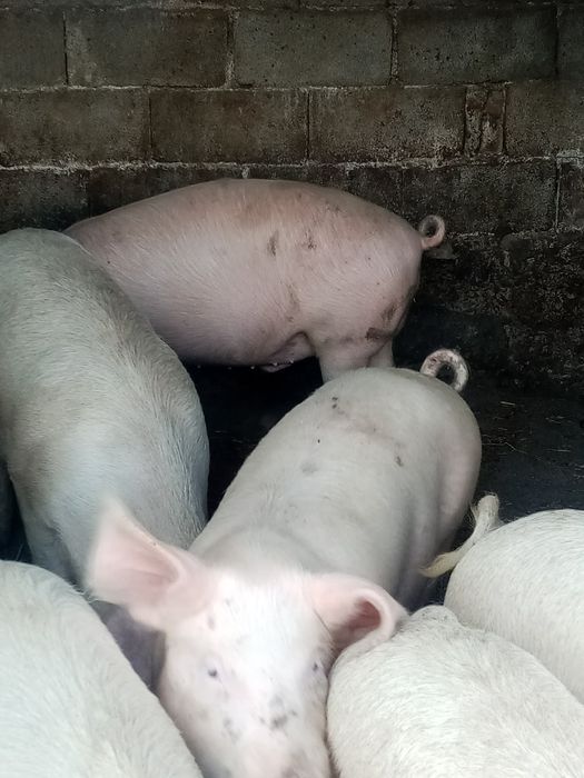 Свободни! Домашни прасета