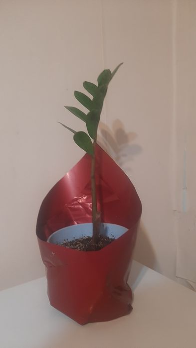 АКЦИЯ! Продам долларовое дерево