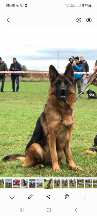 Елитн немски овчарка