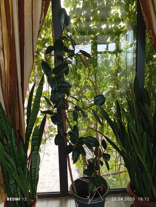 Цветы продаются цены по 7тысяч