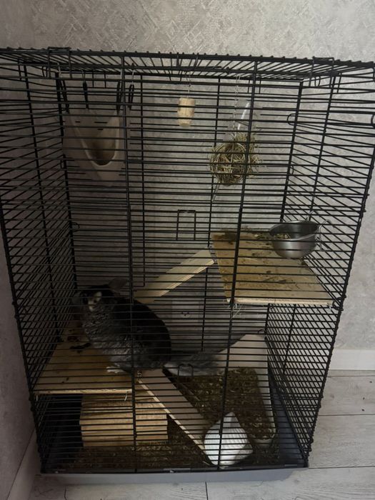 Шиншилла мальчик с клеткой