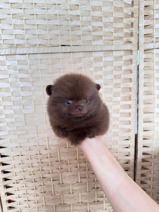 Шпиц мальчик шоколадный