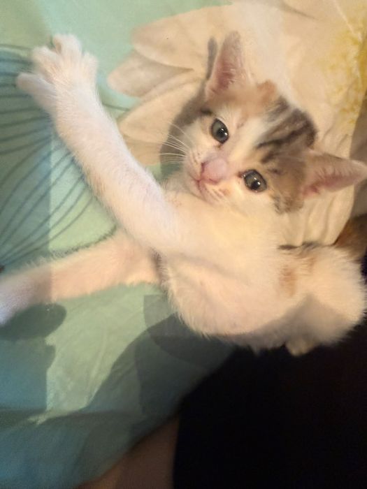 Котёнки в добрые руки