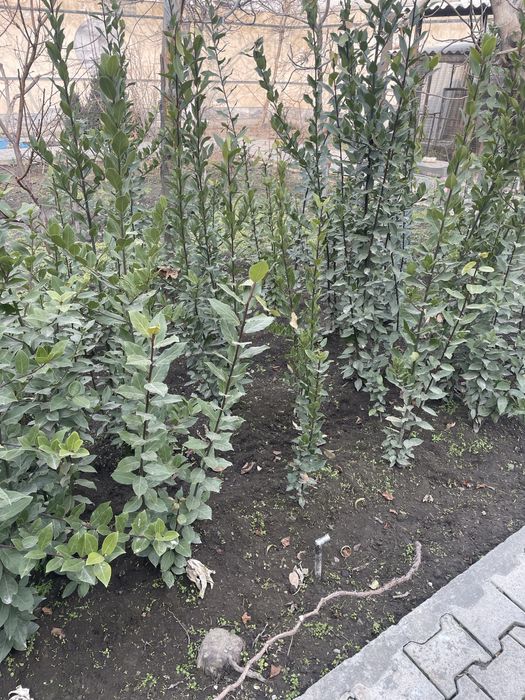 Лавровый лист. Дерево Лавр. Lavr daraxti. Lavr bargi