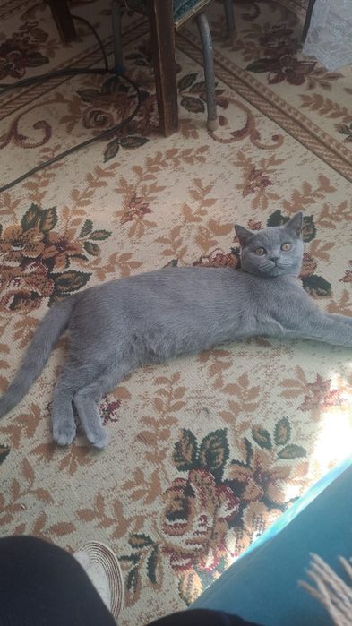 ищу британского кота на спаривание