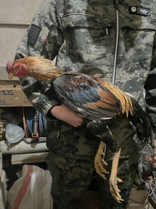 Продам петушок дакан