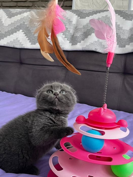 Продам милых котят