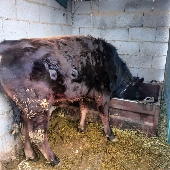 Бука бык еркек бычок