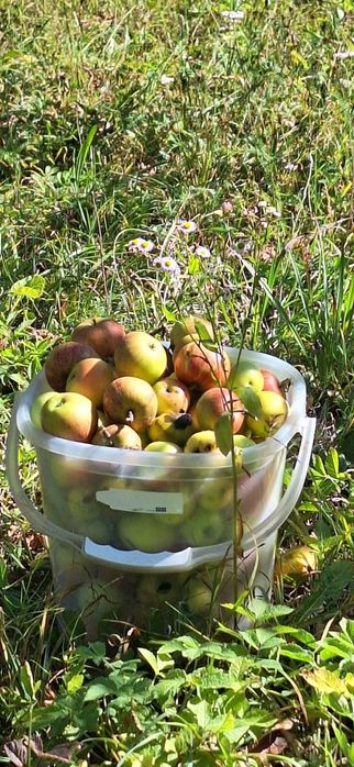 Vând mere de grădină