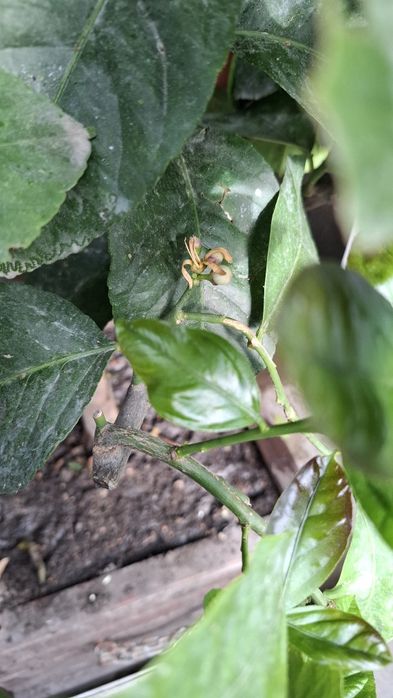 Lamai de vanzare si dafin