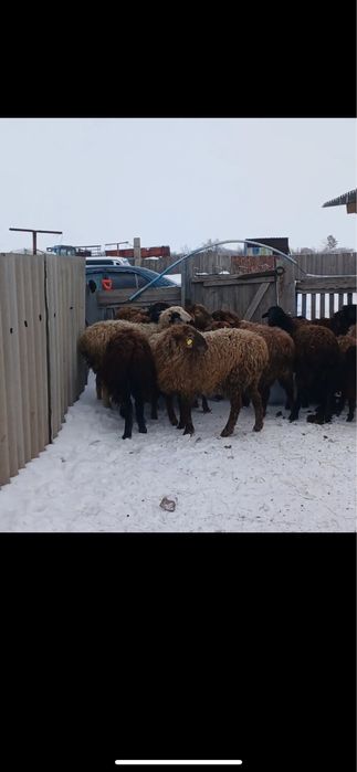 Кой тоқты сатылады