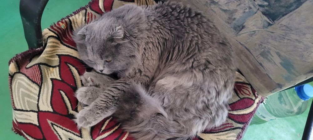 Отдам кота в добрые руки