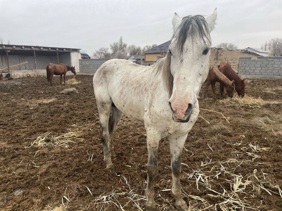 Асау үйретемін Алматы
