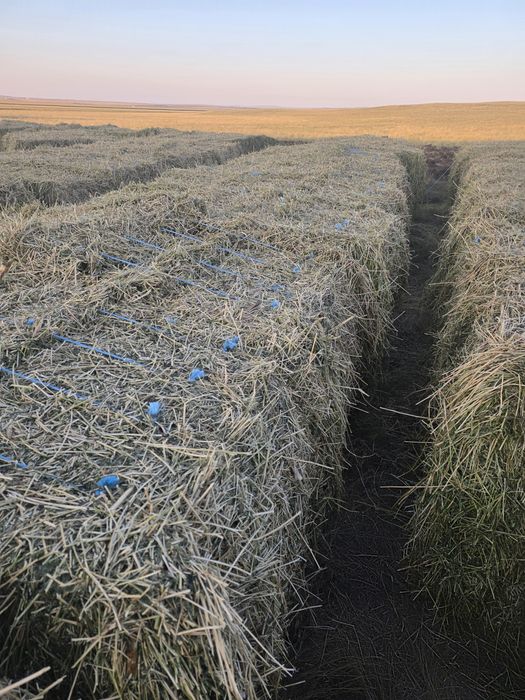 Люцерна в тюках сено