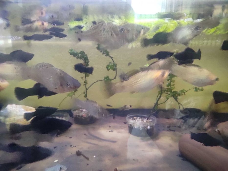 Молинезии велиферы