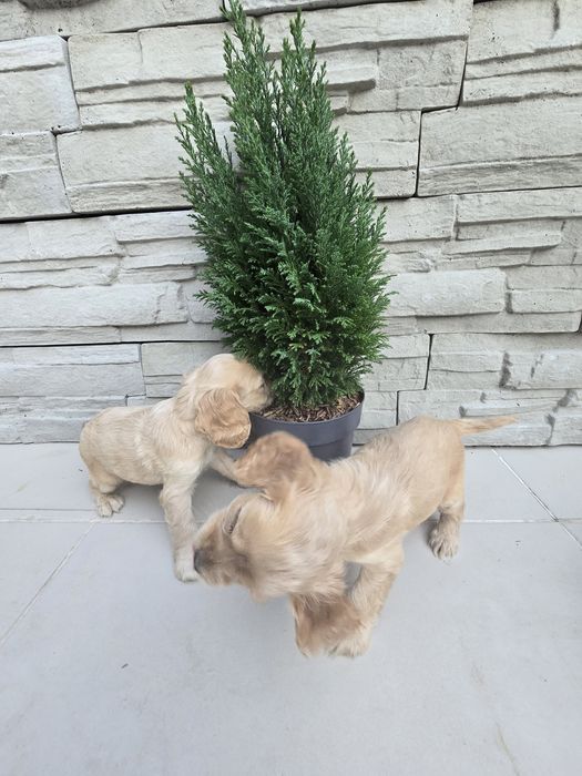 Чистокръвни Кокер Шпаньоли