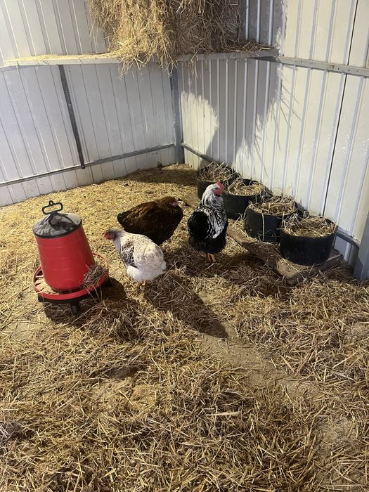 Wyandotte disponibile