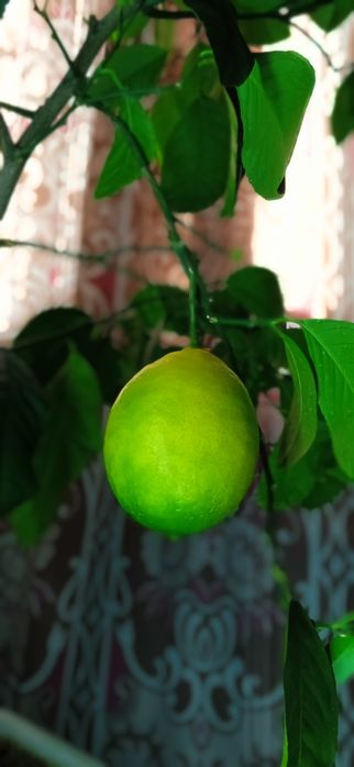 Лимонное  дерево