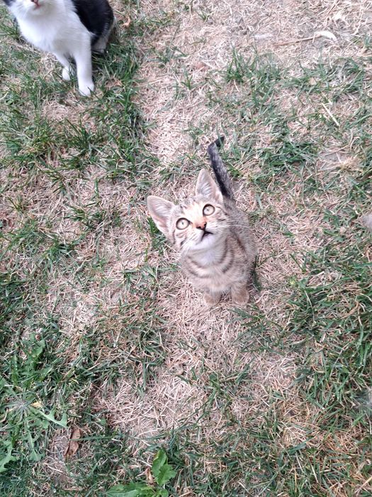 Pisici de adoptie