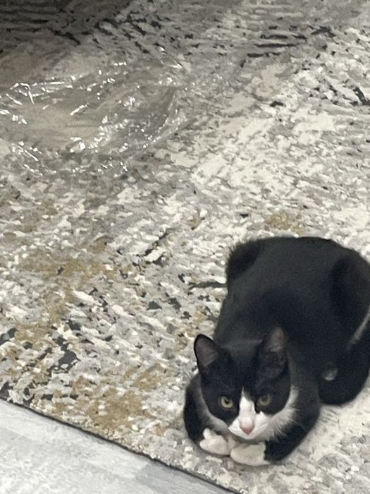 Отдаем кошку с вещами