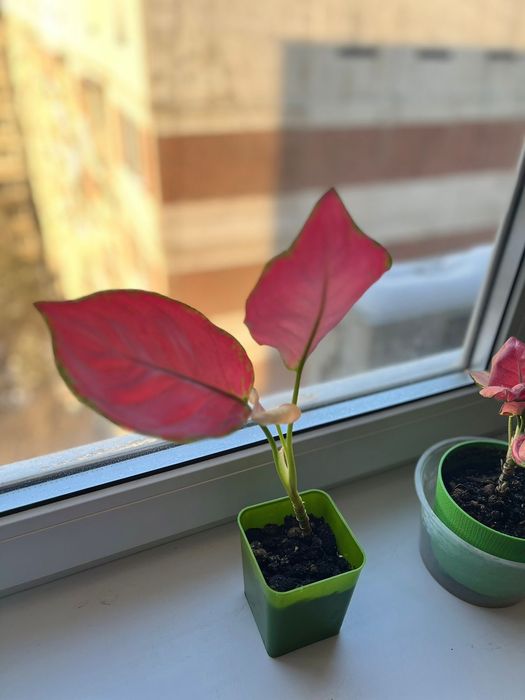 Комнатные цветы _