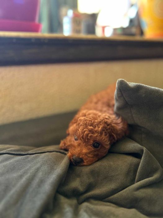 Той пудел - мини