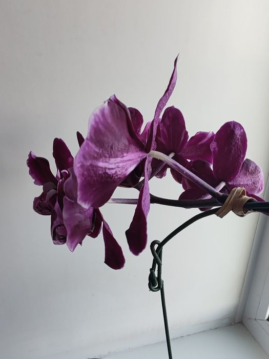 Орхидея фаленопсис