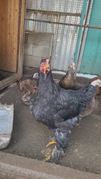 Кохинхин продам срочно