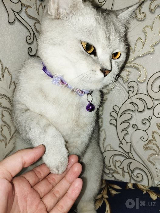британский мушук