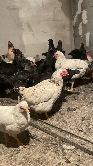 Продам молодые куры домашние
