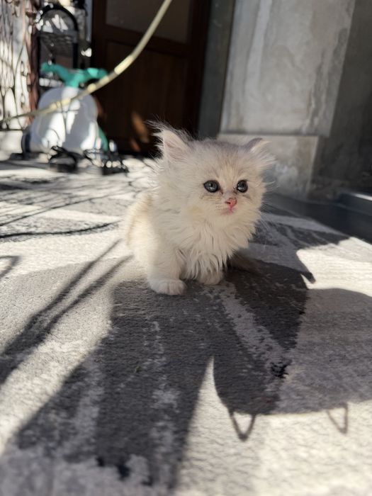 Котята породистые шиншилы
