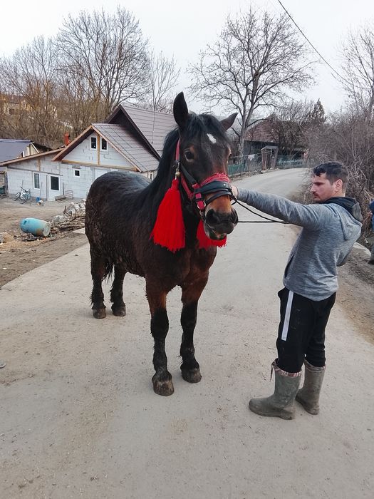 Vând mânz de un an jumate