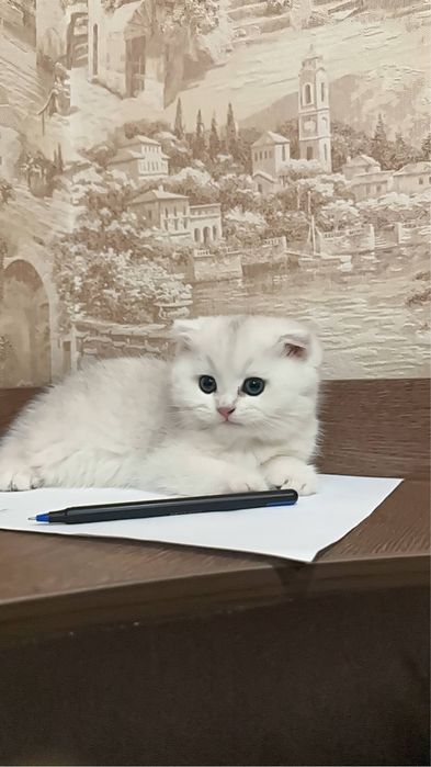 Котенок скоттиш страйт