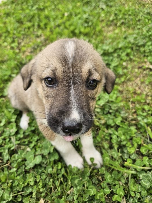 Подарявам кученца