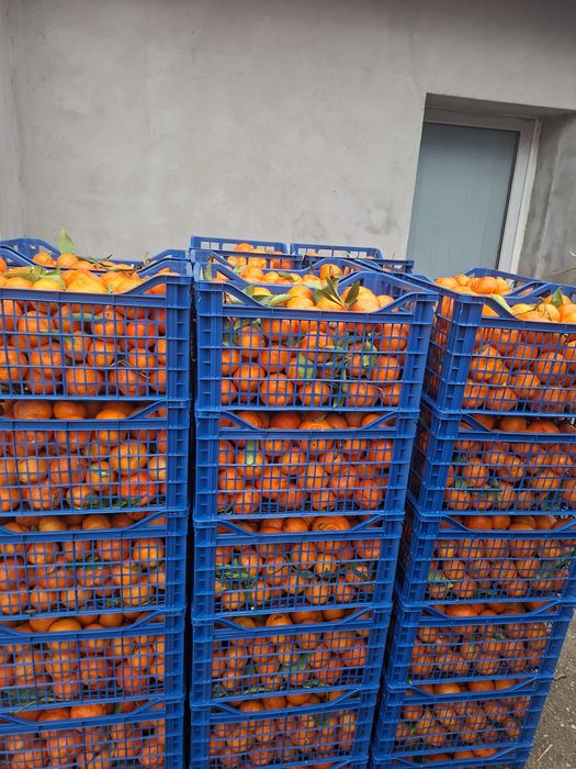 Vând clementine foarte gustoase