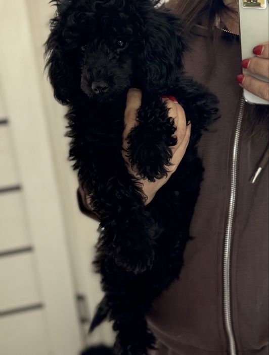 Продается милейшая девочка той-пудель,