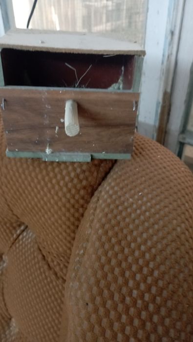 Амадинка дублнкалари.  Крик эллитача бор. Холати яхши.