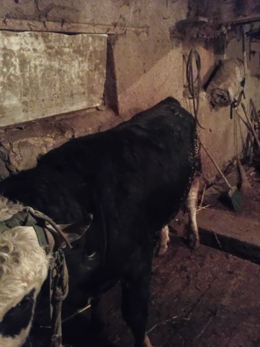 Продаются быки 2 годовалые