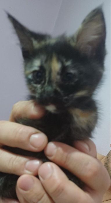 Кошка с котятами ищут дом