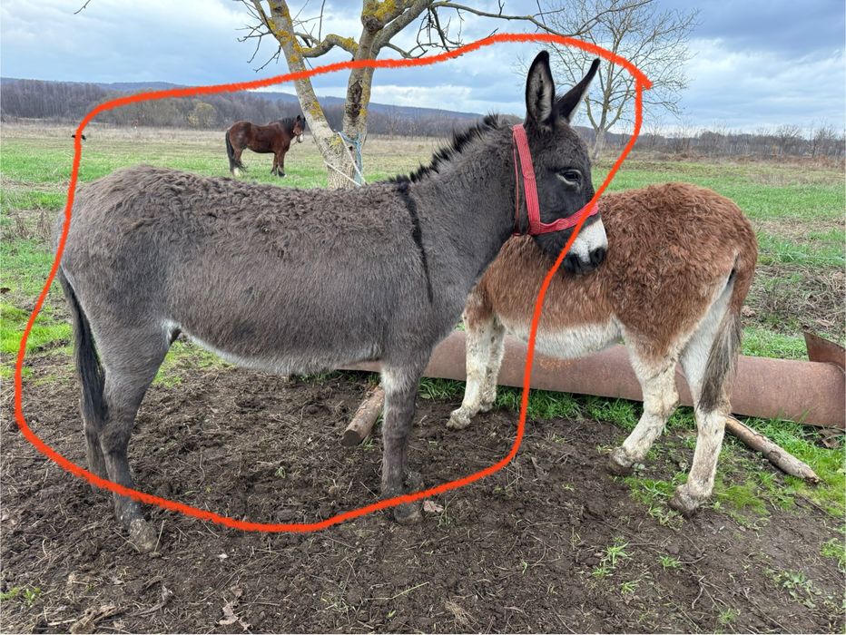 Vând măgăriță Gestantă Vârstă 3 ani face în Mai