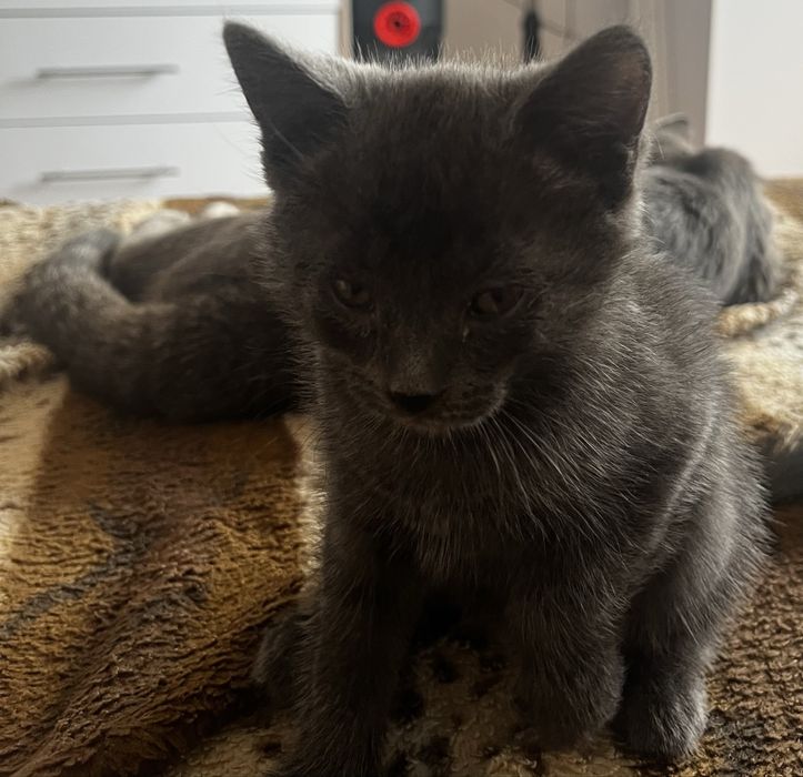 отдам котят добрые руки