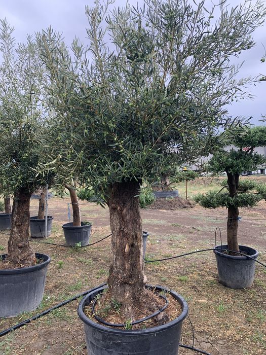 Maslin Secular la ghiveci