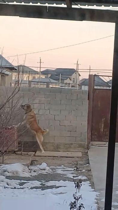 Алабай тобет ит сатлады.супер тяаж.