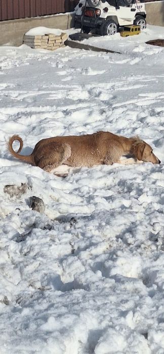 Продам чистокровную тазы