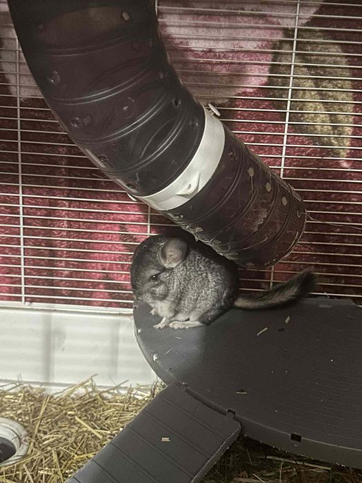 Vand sinsile toate odata sau la bucata pentru mai multe detalii sunati