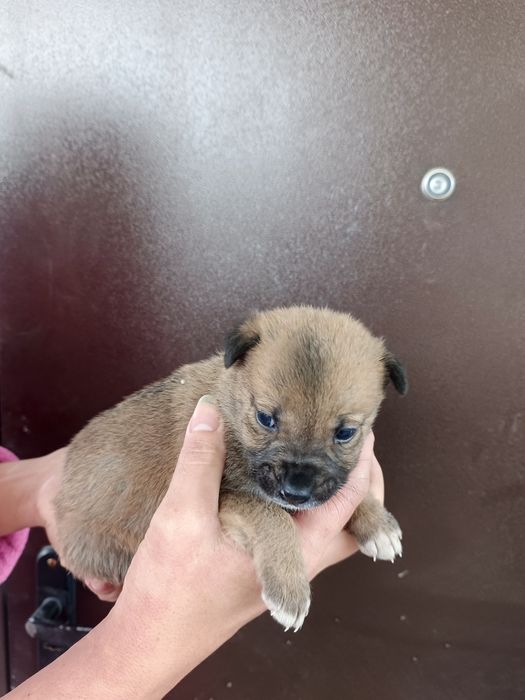 Щенки Бесплатно!