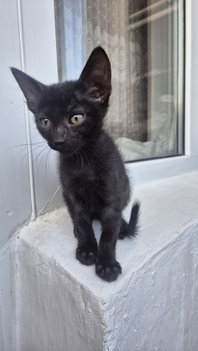 Котенок мальчик. Сами привезем.