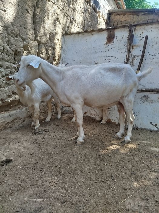 Echki 2ta bolasi bor
