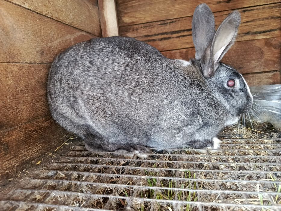 Продам кроликов х