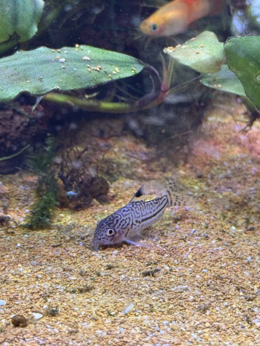 Аквариум комплект